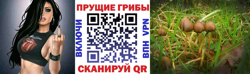 блэк спрут ссылки  Ачхой-Мартан  Галлюциногенные грибы Psilocybine cubensis 